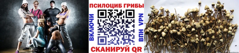 Псилоцибиновые грибы Magic Shrooms  Майкоп 